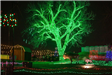 Tall Tree Covered in Green Lights