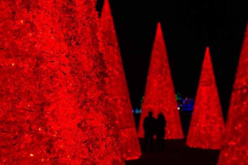 Icy Red Christmas Trees